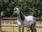 Super knappe pre / andalusier hengst, Dieren en Toebehoren, Paarden, Dressuurpaard, Hengst, 3 tot 6 jaar, Gechipt