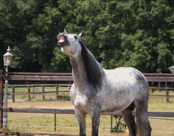 Super knappe pre / andalusier hengst  beschikbaar voor biedingen