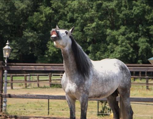 Super knappe pre / andalusier hengst, Dieren en Toebehoren, Paarden, Hengst, Onbeleerd, 160 tot 165 cm, 3 tot 6 jaar, Dressuurpaard