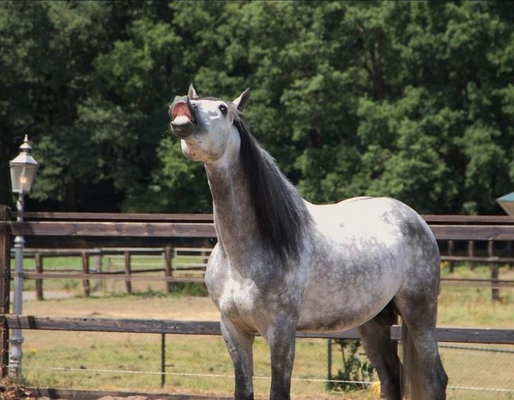 Super knappe pre / andalusier hengst, Dieren en Toebehoren, Paarden, Hengst, Onbeleerd, 160 tot 165 cm, 3 tot 6 jaar, Dressuurpaard
