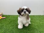 Chiots Shih Tzu, Hépatite contagieuse (maladie de Rubarth), Autres races, Plusieurs, Belgique