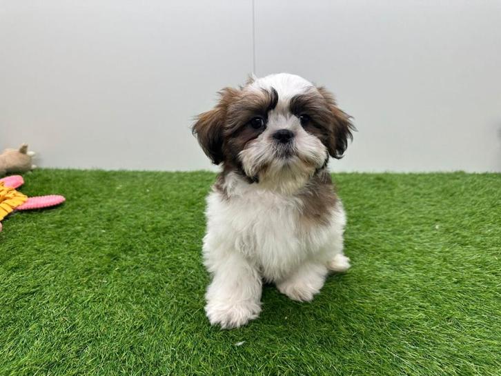 Shih Tzu pup, Dieren en Toebehoren, Honden | Chihuahua's en Gezelschapshonden, Reu, Overige rassen, Fokker | Professioneel, Eén hond