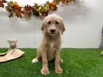 Labradoodle pups, Dieren en Toebehoren, België, 8 tot 15 weken, CDV (hondenziekte), Groot