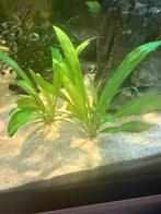 Echinodorus bleheri aquariumplanten, Dieren en Toebehoren, Ophalen, Nieuw, Plant(en), Steen of Hout