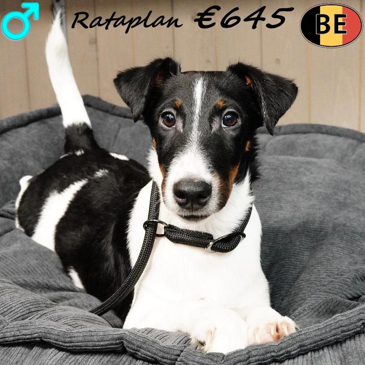 Engelse Fox - reuen, Rataplan en Ratatouille, Dieren en Toebehoren, Honden | Jack Russells en Terriërs, Reu, Overige rassen, Handelaar