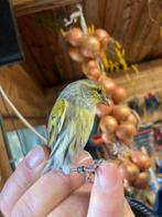 Kruising Sijs x kanarie geel  mozaïek agaat, Dieren en Toebehoren, Mannelijk, Wildzangvogel, Geringd