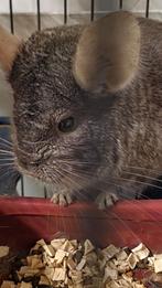 2 chinchillas met toeberhoorenen, Animaux & Accessoires, Rongeurs, Chinchilla, Mâle, Domestique, Janvier