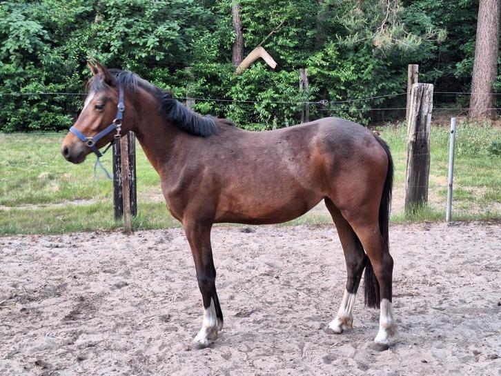 Lieve 2jarige d pony, Dieren en Toebehoren, Stalling en Weidegang