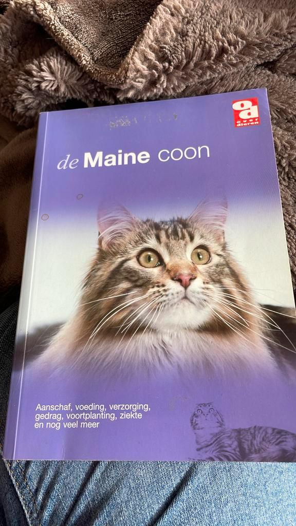 Maine Coon, Boeken, Dieren en Huisdieren, Zo goed als nieuw, Katten, Ophalen of Verzenden