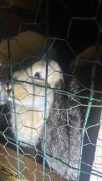 We verkopen de bruine, Dieren en Toebehoren