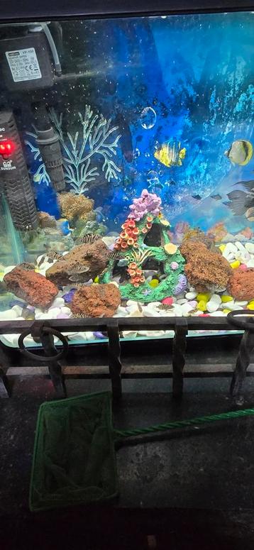 Afrikaanse cichlide beschikbaar voor biedingen