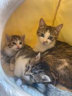 2 schattige kittens met moeder, Ophalen
