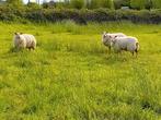 Brebis d'un an, Animaux & Accessoires, Moutons, Chèvres & Cochons, Mouton, Femelle, 0 à 2 ans