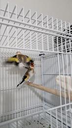 Koppel distelvinken te koop