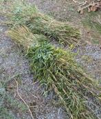 Fagot de bambou, Tuin en Terras, Planten | Tuinplanten, Ophalen
