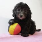 Dwergpoedel - belgische pups te koop, Poedel, België, Handelaar, CDV (hondenziekte)