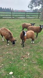 schapen, Dieren en Toebehoren, Schapen, Geiten en Varkens, Meerdere dieren, Schaap, 0 tot 2 jaar
