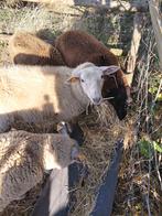 2 late ooilammeren te koop, Dieren en Toebehoren, Schapen, Geiten en Varkens, Vrouwelijk, Schaap, 0 tot 2 jaar