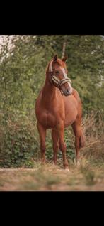 7 jarige merrie te koop, Dieren en Toebehoren, Merrie