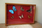 Taxidermie opgezette vlinders, Verzamelen, Dierenverzamelingen, Ophalen of Verzenden, Gebruikt, Insect
