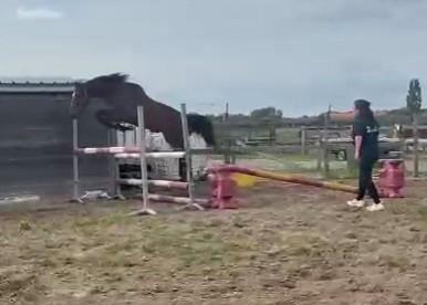 fijne hengst , eigen fok , wordt 2 j., Dieren en Toebehoren, Paarden, Hengst, Onbeleerd, 165 tot 170 cm, 0 tot 2 jaar, Springpaard