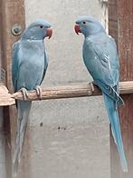 Jonge blauw en Cobalt halsbandparkieten, Dieren en Toebehoren