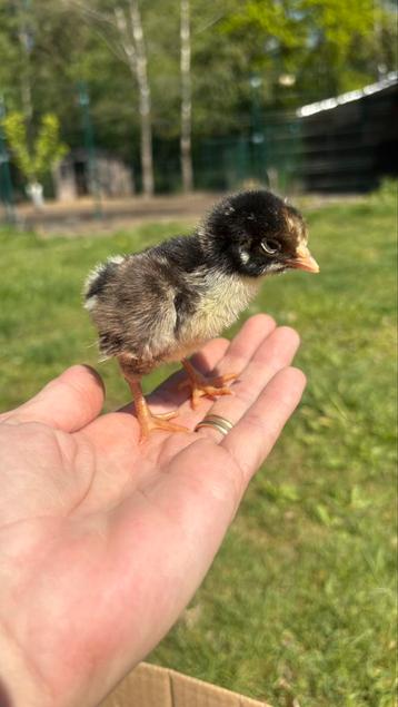 Barnevelder (verschillende kleurslagen) beschikbaar voor biedingen
