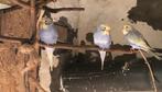 3 parkieten vrouwtjes, Animaux & Accessoires, Oiseaux | Perruches & Perroquets, Perruche, Femelle