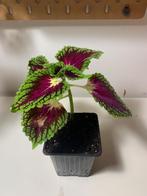 Siernetel, Huis en Inrichting, Kamerplanten, Ophalen, In pot