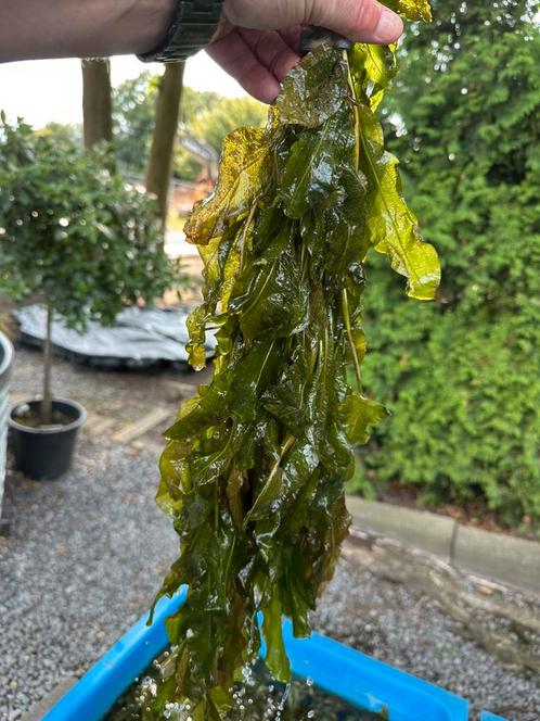 Glanzend fonteinkruid ! Bundels /mooie manden, Tuin en Terras, Vijver-toebehoren, Nieuw, Ophalen