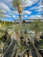 Lot van 5 yucca’s (LOT 41), Ophalen, Vaste plant, Overige soorten, Volle zon