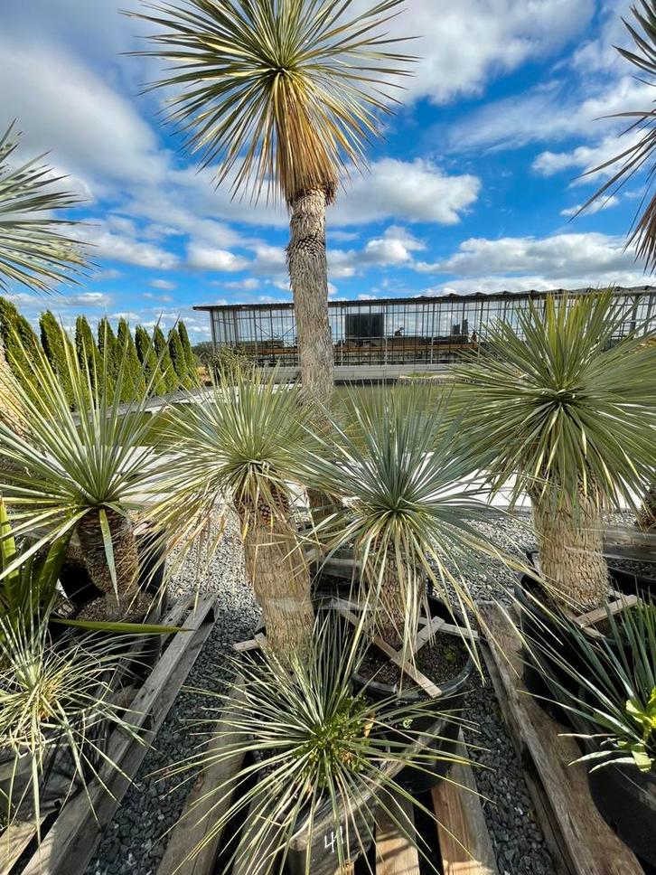 Lot van 5 yucca’s (LOT 41), Tuin en Terras, Planten | Tuinplanten, Vaste plant, Overige soorten, Volle zon, Ophalen