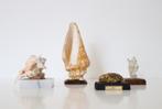 Vintage schelpen, Antiek en Kunst, Ophalen of Verzenden