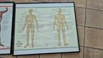 Anatomie mens spier en skelet, Diversen, Schoolbenodigdheden, Ophalen, Gebruikt