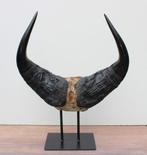 Schedel gepatineerde Afrikaanse BOS BUFFEL op metalen sokkel, Ophalen of Verzenden, Gebruikt, Wild dier, Schedel