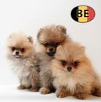 Dwergkeesje – Leuke en aanhankelijke pups te koop, Parvo, België, Keeshond, 8 tot 15 weken