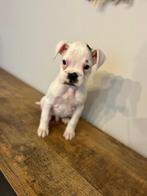 Leuke witte boxer pup, Dieren en Toebehoren, Honden | Bulldogs, Pinschers en Molossers, België, Overige rassen, CDV (hondenziekte)