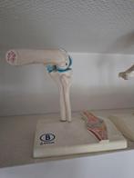 Anatomisch model, Diversen, Ophalen of Verzenden