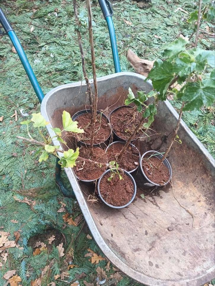 Josta bes, Tuin en Terras, Planten | Tuinplanten, Zomer, Ophalen