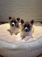 Akita pups, Dieren en Toebehoren, Honden | Poolhonden, Keeshonden en Oertypen, België, Overige rassen, CDV (hondenziekte), 8 tot 15 weken