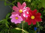 Cosmos / Cosmea Mix zaden, Verzenden, Zaad