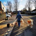 Pension canine familiale Belgrade Namur petit chien sociable, Dieren en Toebehoren, Ophalen