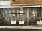 Witte  en isabel kanaries te koop, Dieren en Toebehoren, Meerdere dieren, Kleurkanarie