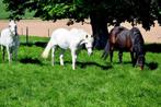 Pension pour chevaux, Weidegang, 4 paarden of pony's of meer