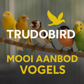 Actuele voorraad 29/4/25 beschikbaar voor biedingen