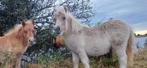 Prachtig veulen kinderpony shetlander muchroom, Dieren en Toebehoren, Pony's, Gechipt, 0 tot 2 jaar, Hengst, A pony (tot 1.17m)