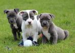 Amerikaanse Stafford pups, Dieren en Toebehoren, CDV (hondenziekte), Meerdere, 8 tot 15 weken, Meerdere dieren