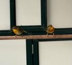 Koppel japanse nachtegalen, Dieren en Toebehoren, Geringd