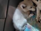 Zwitserse herder, Dieren en Toebehoren, Honden | Herdershonden en Veedrijvers, België, Particulier, 8 tot 15 weken, Eén hond
