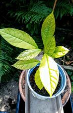 avocado plant, Tuin en Terras, Planten | Tuinplanten, Ophalen